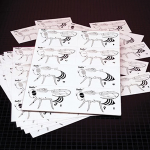 Fruit fly Genetics Kit